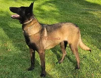 Yellow Collar European Belgian Malinois Male Puppy, a male Belgian Malinois for sale in Oregon, OR – 4 of 5