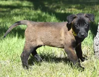 Yellow Collar European Belgian Malinois Male Puppy, a male Belgian Malinois for sale in Oregon, OR – 3 of 5
