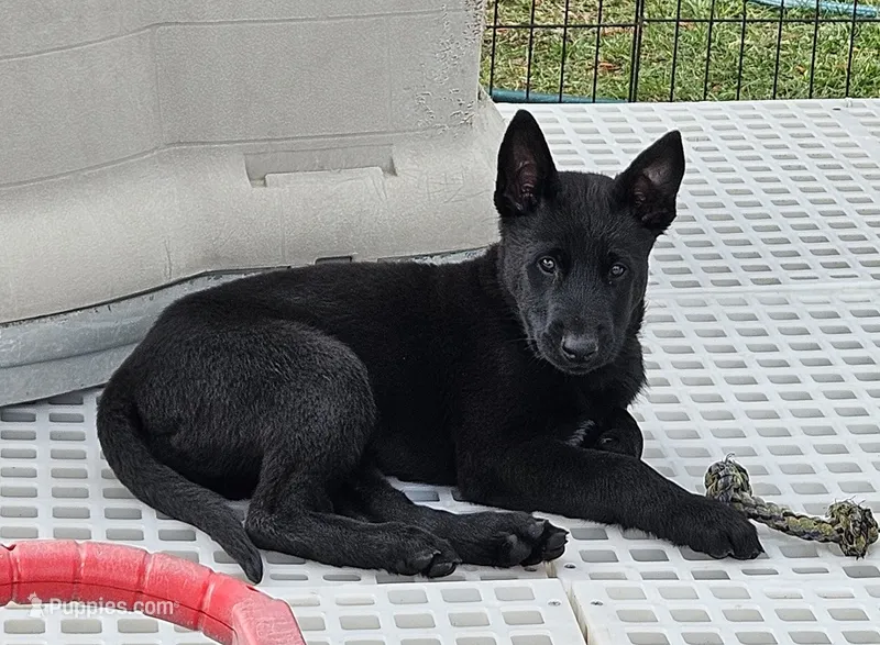 Blue Collar European Belgian Malinois Male Puppy – Belgian Malinois puppy for sale in Oregon, OR