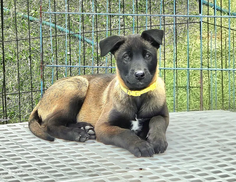 Yellow Collar European Belgian Malinois Male Puppy – Belgian Malinois puppy for sale in Oregon, OR
