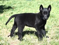 Blue Collar Belgian Malinois Male Puppy, a male Belgian Malinois for sale in Oregon, OR – 3 of 5