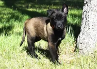 Orange Collar European Belgian Malinois Male Puppy, a male Belgian Malinois for sale in Oregon, OR – 3 of 5