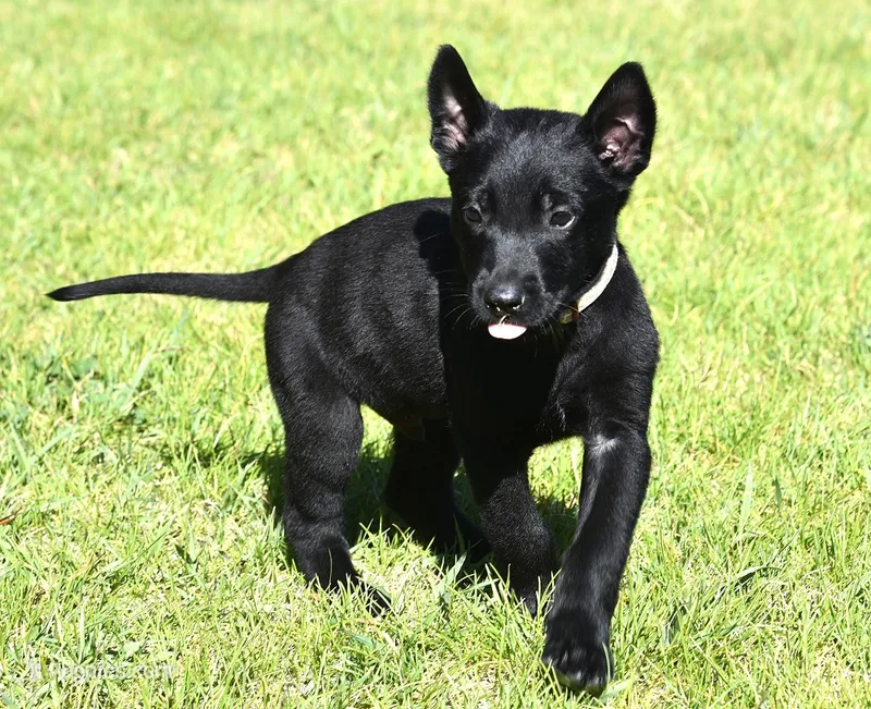 Tan Collar European Belgian Malinois Male Puppy – Belgian Malinois puppy for sale in Oregon, OR