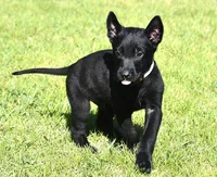 Tan Collar European Belgian Malinois Male Puppy, a male Belgian Malinois for sale in Oregon, OR – 1 of 4