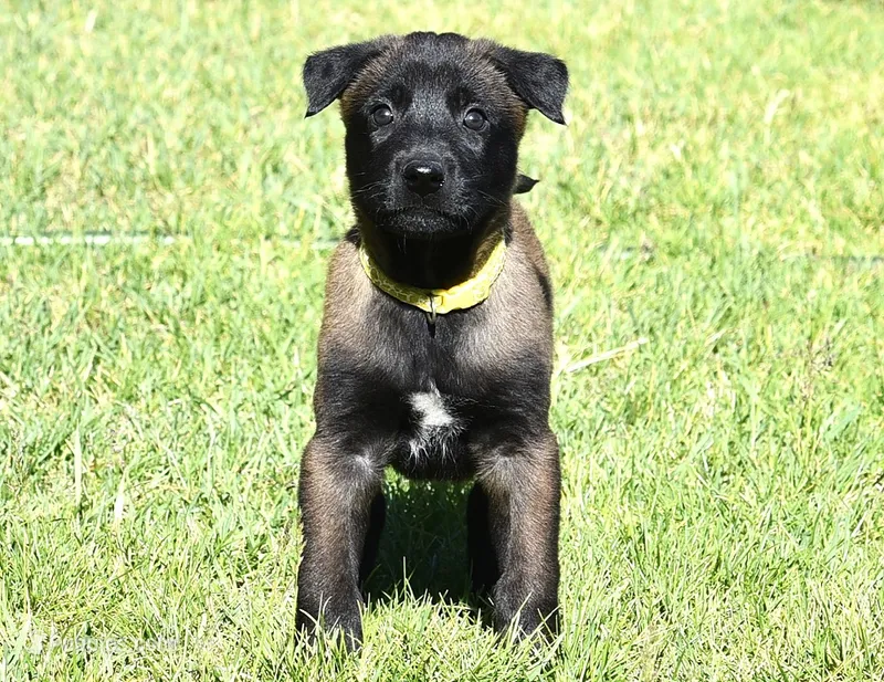 Yellow Collar European Belgian Malinois Male Puppy – Belgian Malinois puppy for sale in Oregon, OR