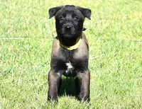 Yellow Collar European Belgian Malinois Male Puppy, a male Belgian Malinois for sale in Oregon, OR – 1 of 5