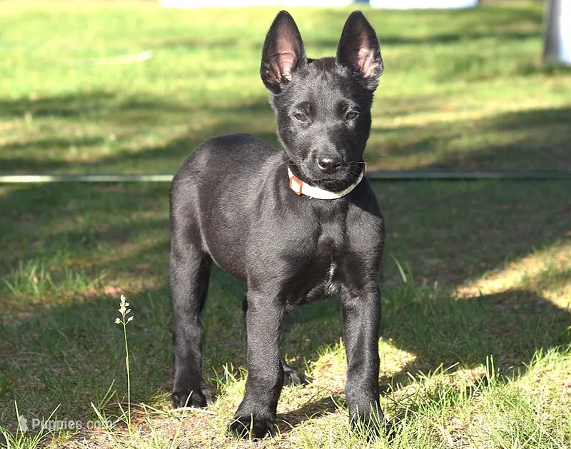Tan Collar European Belgian Malinois Male Puppy – Belgian Malinois puppy for sale in Oregon, OR