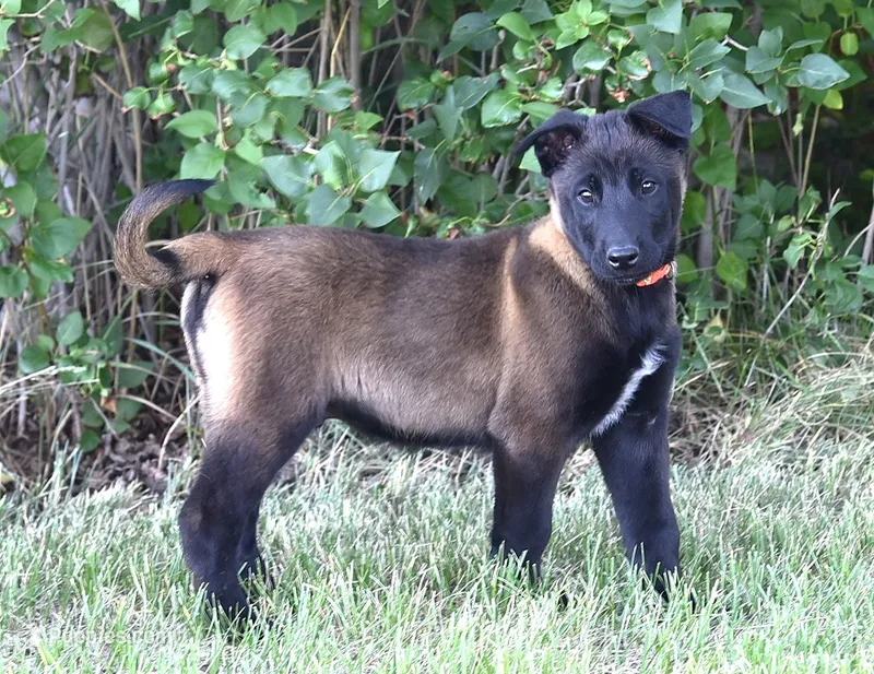 Orange Collar European Belgian Malinois Male Puppy – Belgian Malinois puppy for sale in Oregon, OR