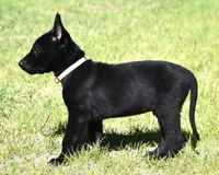 Tan Collar European Belgian Malinois Male Puppy, a male Belgian Malinois for sale in Oregon, OR – 2 of 4