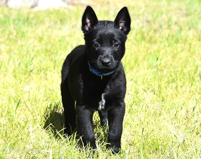 Blue Collar Belgian Malinois Male Puppy – Belgian Malinois puppy for sale in Oregon, OR