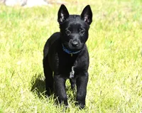 Blue Collar Belgian Malinois Male Puppy, a male Belgian Malinois for sale in Oregon, OR – 1 of 5
