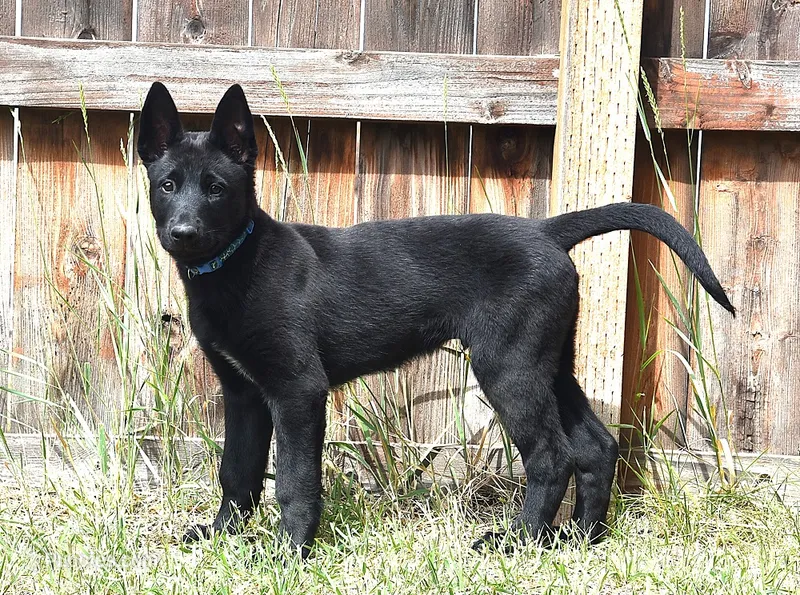 Blue Collar European Belgian Malinois Male Puppy – Belgian Malinois puppy for sale in Oregon, OR