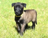 Yellow Collar European Belgian Malinois Male Puppy, a male Belgian Malinois for sale in Oregon, OR – 2 of 5