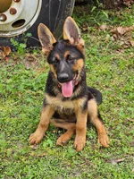 Sara, a female German Shepherd Dog for sale in New Caney, TX – Photo 7 of 7