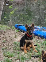 Sara, a female German Shepherd Dog for sale in New Caney, TX – Photo 4 of 7