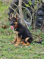 Sara, a female German Shepherd Dog for sale in New Caney, TX – Photo 6 of 7