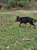Sara, a female German Shepherd Dog for sale in New Caney, TX – Photo 3 of 7