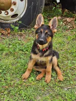 Sara, a female German Shepherd Dog for sale in New Caney, TX – Photo 5 of 7