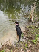 Stella, a female German Shepherd Dog for sale in New Caney, TX – Photo 5 of 5