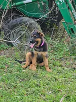 Stella, a female German Shepherd Dog for sale in New Caney, TX – Photo 3 of 5