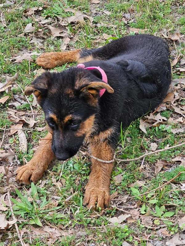 Stella – German Shepherd Dog puppy for sale in New Caney, TX