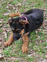 Stella, a female German Shepherd Dog for sale in New Caney, TX – Photo 1 of 5
