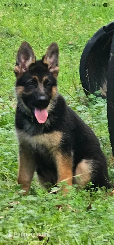 Maggie  – German Shepherd Dog puppy for sale in New Caney, TX