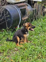 Maggie , a female German Shepherd Dog for sale in New Caney, TX – Photo 5 of 5