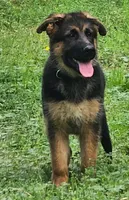 Maggie , a female German Shepherd Dog for sale in New Caney, TX – Photo 2 of 5