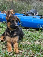 Maggie , a female German Shepherd Dog for sale in New Caney, TX – Photo 3 of 5