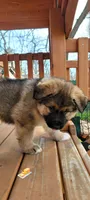 Butters, a male German Shepherd Dog and Alaskan Malamute for sale in DeKalb, IL – Photo 4 of 10
