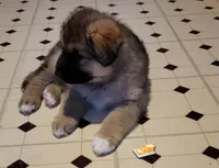 Butters, a male German Shepherd Dog and Alaskan Malamute for sale in DeKalb, IL – Photo 7 of 10