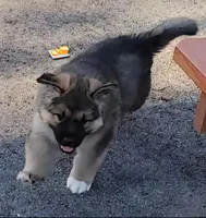 Butters, a male German Shepherd Dog and Alaskan Malamute for sale in DeKalb, IL – Photo 2 of 10
