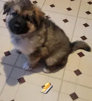 Butters, a male German Shepherd Dog and Alaskan Malamute for sale in DeKalb, IL – Photo 3 of 10
