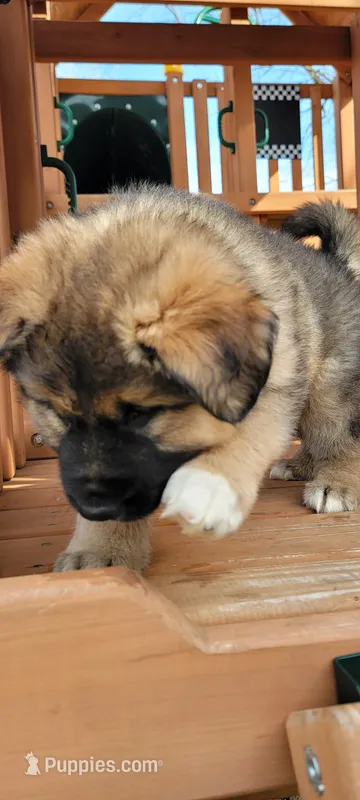 Butters – German Shepherd Dog, Alaskan Malamute puppy for sale in DeKalb, IL