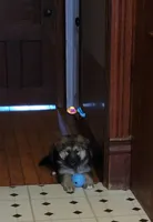 Lady, a female German Shepherd Dog and Alaskan Malamute for sale in DeKalb, IL – Photo 5 of 9