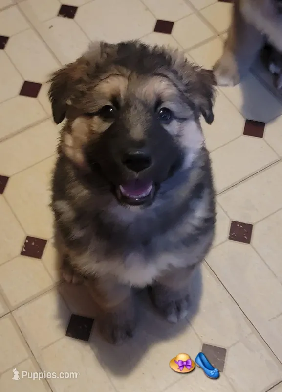 Lady – German Shepherd Dog, Alaskan Malamute puppy for sale in DeKalb, IL