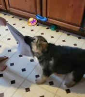 Lady, a female German Shepherd Dog and Alaskan Malamute for sale in DeKalb, IL – Photo 4 of 9