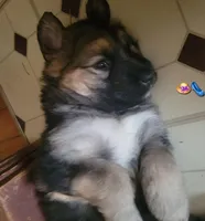 Lady, a female German Shepherd Dog and Alaskan Malamute for sale in DeKalb, IL – Photo 3 of 9