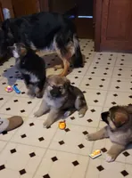 Honey, a female German Shepherd Dog and Alaskan Malamute for sale in DeKalb, IL – Photo 4 of 8