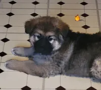 Honey, a female German Shepherd Dog and Alaskan Malamute for sale in DeKalb, IL – Photo 3 of 8