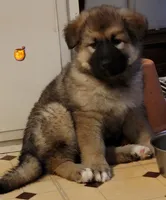 Honey, a female German Shepherd Dog and Alaskan Malamute for sale in DeKalb, IL – Photo 2 of 8