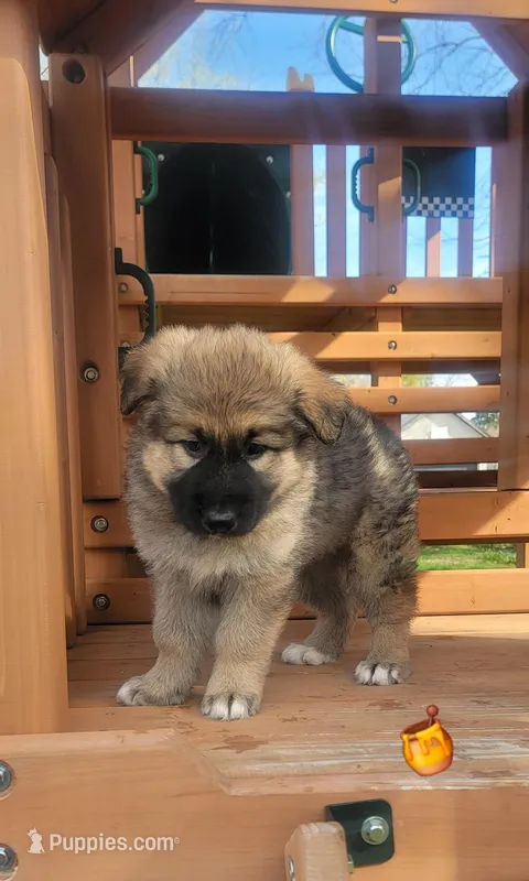 Honey – German Shepherd Dog, Alaskan Malamute puppy for sale in DeKalb, IL