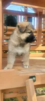 Honey, a female German Shepherd Dog and Alaskan Malamute for sale in DeKalb, IL – Photo 8 of 8