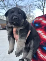 No name yet, a male German Shepherd Dog for sale in Little Elm, TX – Photo 1 of 8