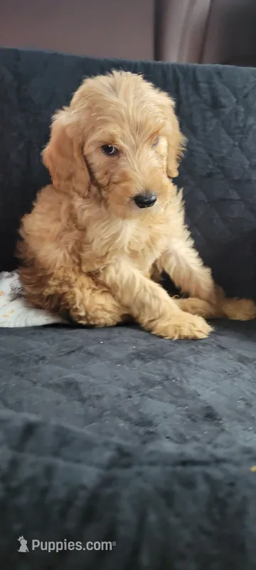 Green boy – Poodle - Standard  puppy for sale in Kingsport, TN