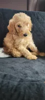 Green boy, a male Poodle - Standard  for sale in Kingsport, TN – 1 of 3