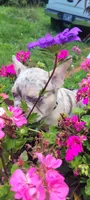 Dotti, a female French Bulldog for sale in Kingsport, TN – 6 of 9