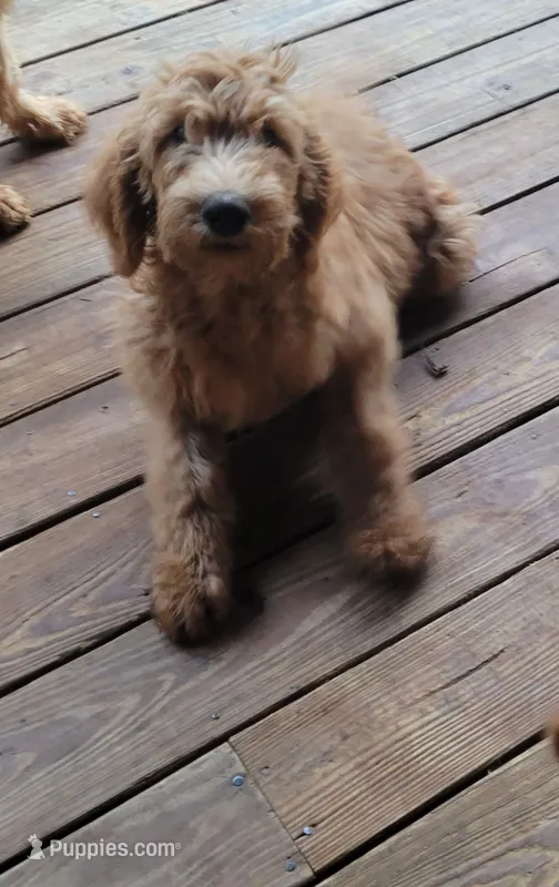 Black boy – Labradoodle, Poodle - Standard  puppy for sale in Kingsport, TN
