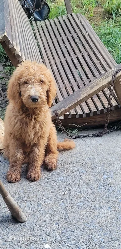 Orange boy – Labradoodle, Poodle - Standard  puppy for sale in Kingsport, TN